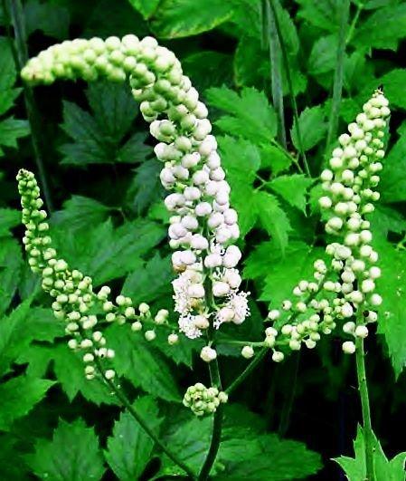 Black cohosh is pretty... pretty ineffective.