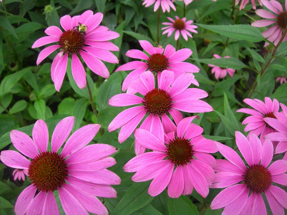 Echinacea Supplements