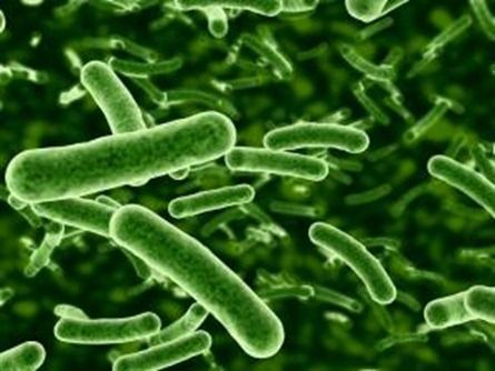 Do Probiotics Help You?